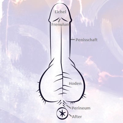 Handjob - Anatomie Penis