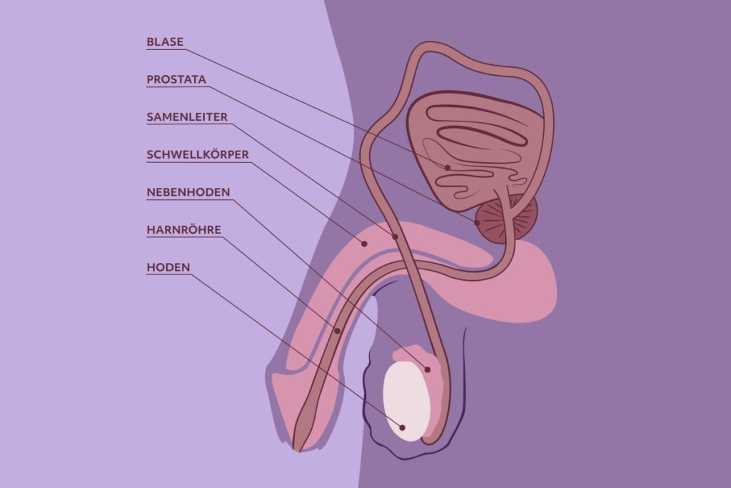 Anatomie Penis