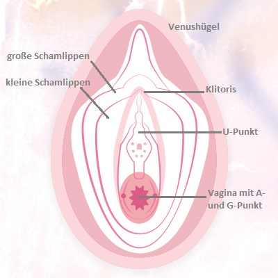 Die Anatomie der Vulva und erogene Zonen