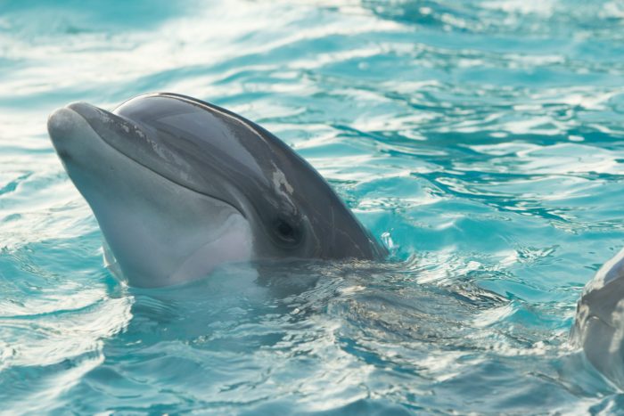 Delphine sind sexuelle Tiere